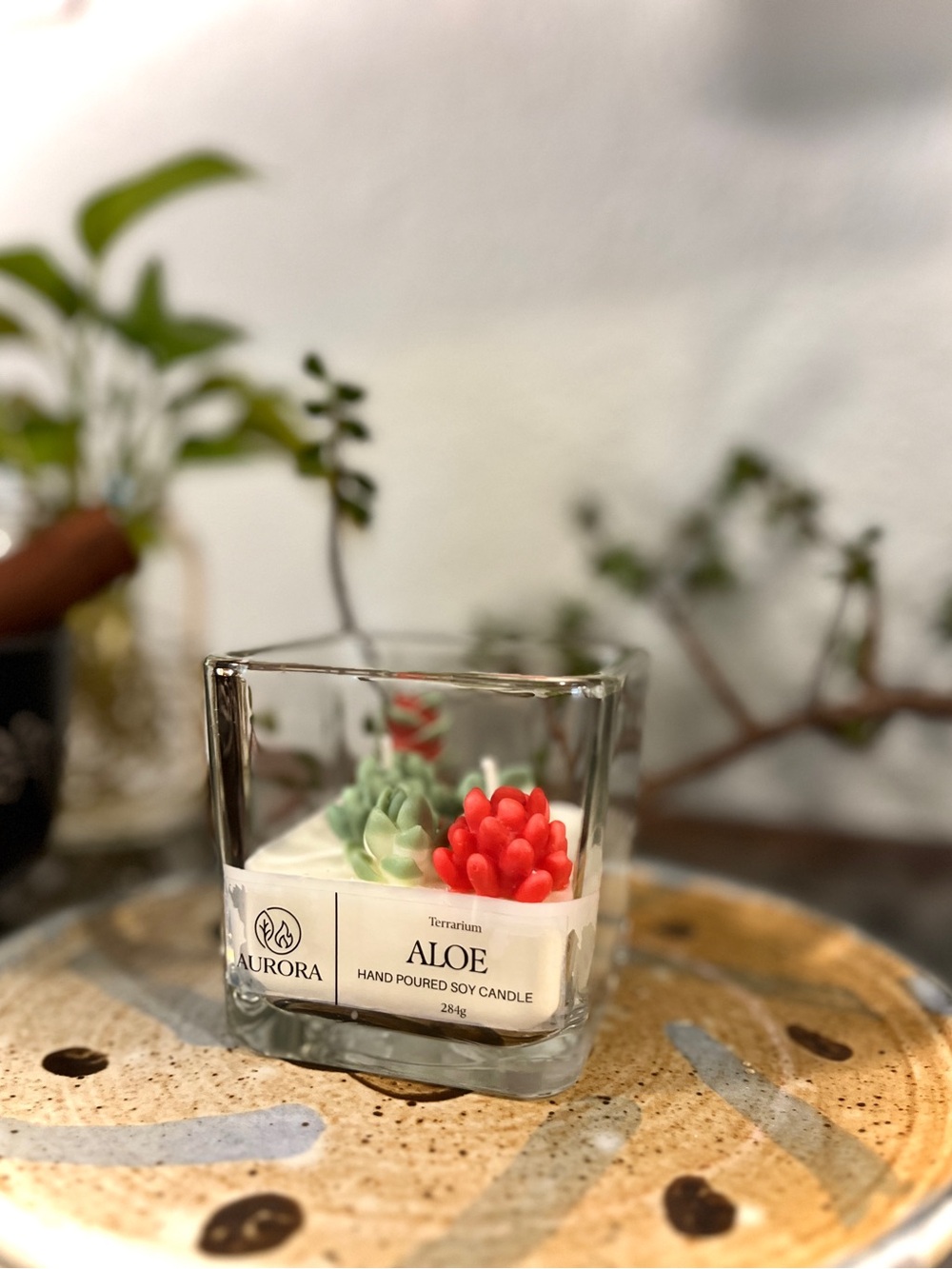 ALOE - Terrarium Aurora